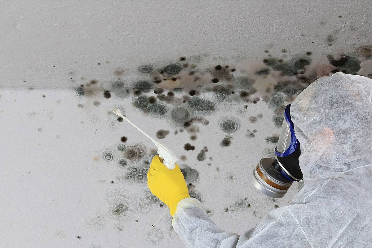Les dangers de la moisissure sur un mur