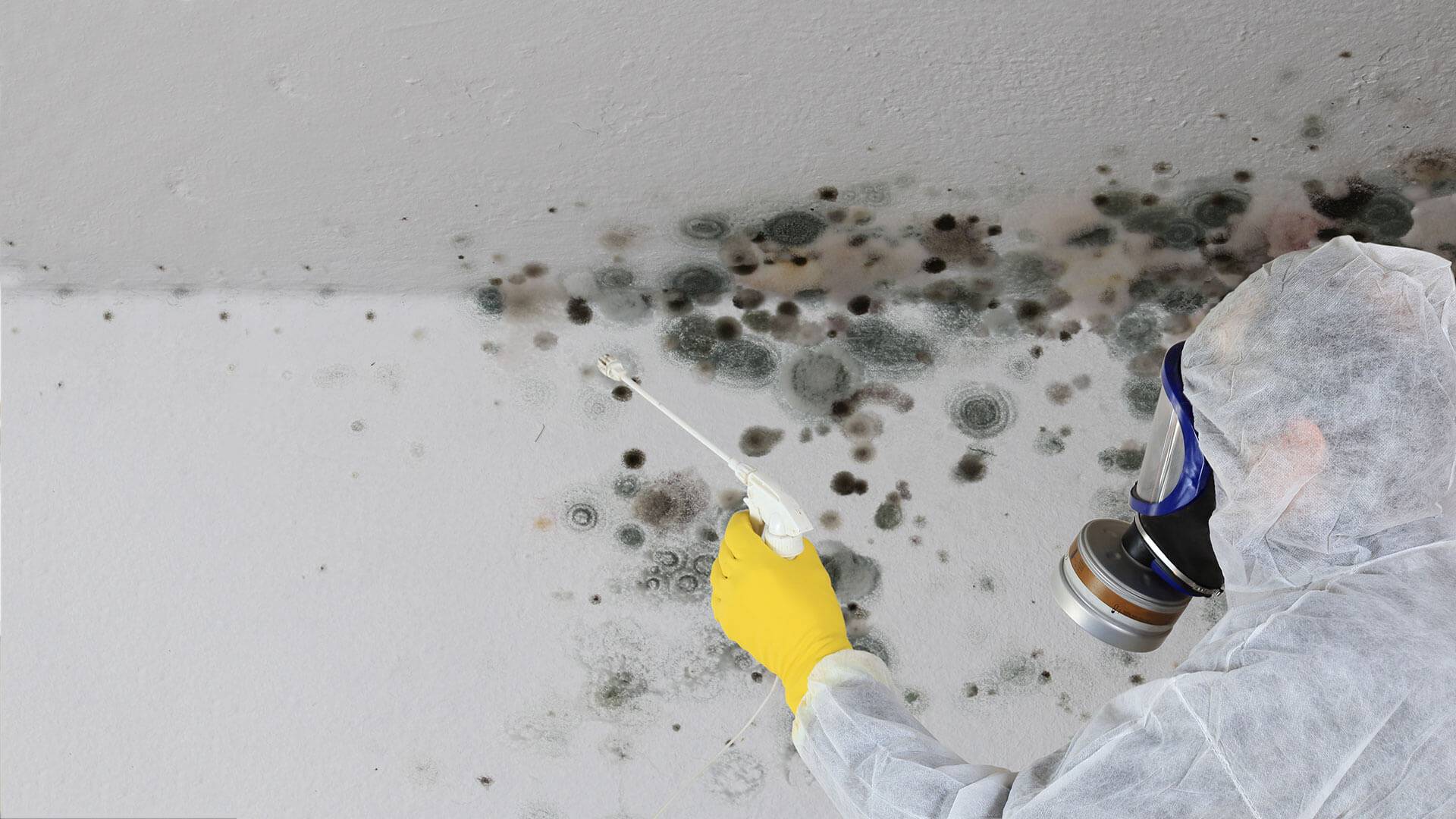 Comment traiter facilement les murs tachés par les moisissures